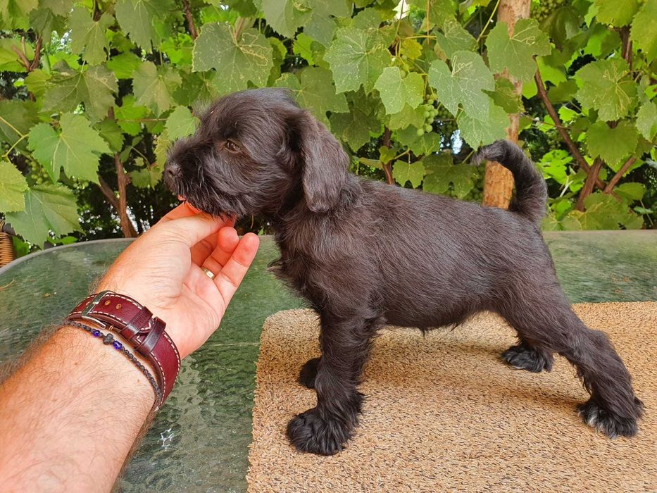 Schnauzer pitic cu pedigree