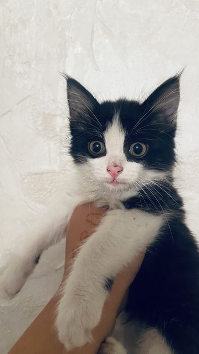 Котёнок 3 месяц бесплатно