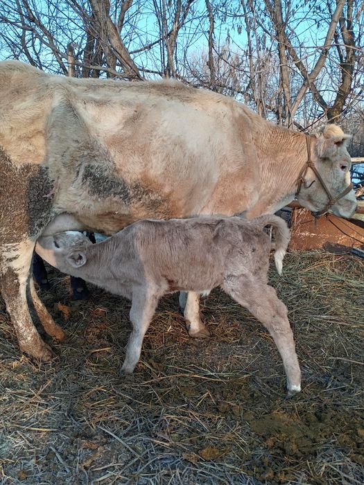 Подсос бызау ұрғашы сатам