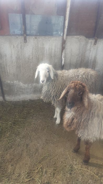 Қой сатылыды семіз тоқты