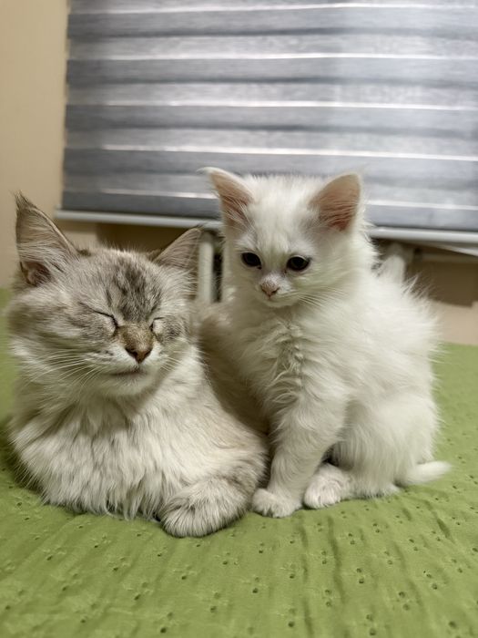 Продаю домашнюю котёнка