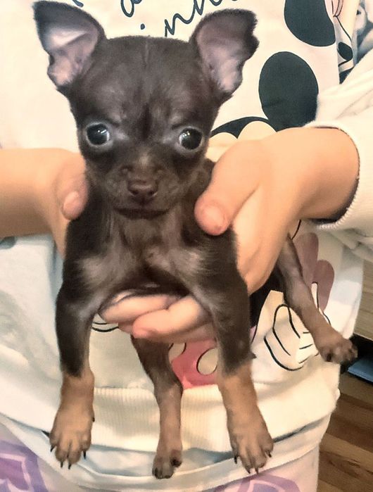 Мини чихуахуа шоколад