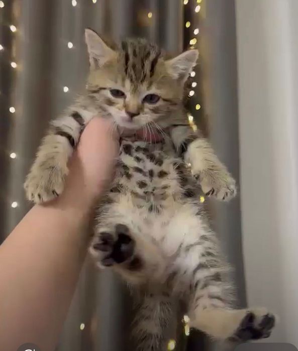 Шотландка котенок 1,5 месяца.