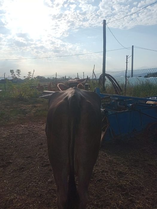 Каровы Алатауской пароды