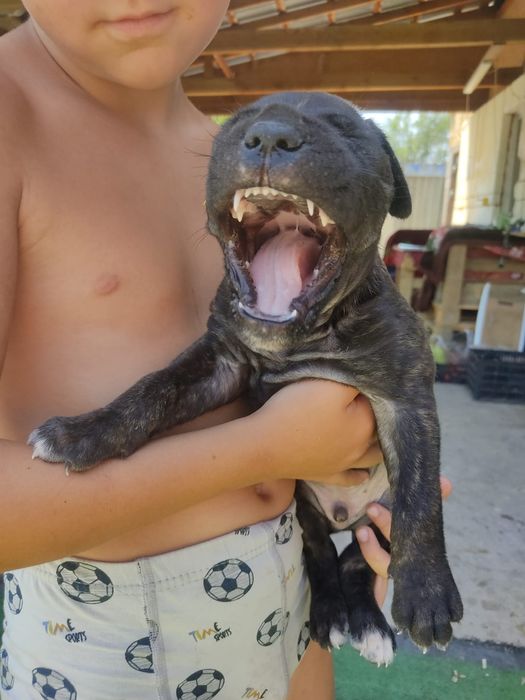 Продам Кане корсо