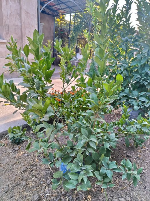 Лимонное дерево 2 лет