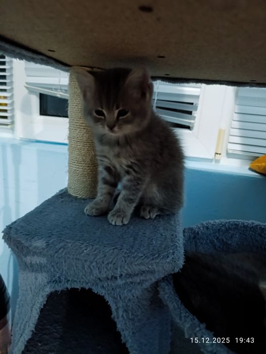 Британски късокосмести котенца