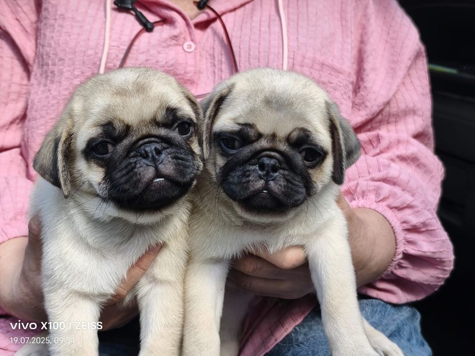 Очаровательные щенки мопса.