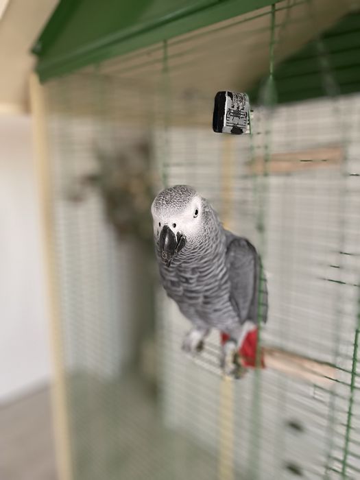 Papagal Jako de vanzare