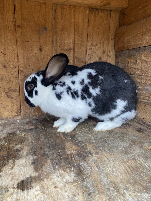 Vand iepuroaică Fluture German