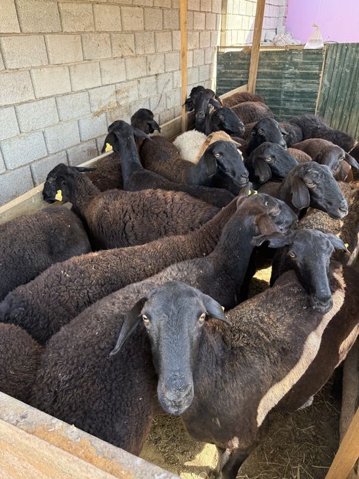 Қой (Саулық) сатылады.