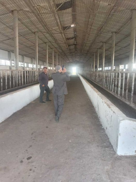 Продаю бизнес действующую молферму в Ташкентской области