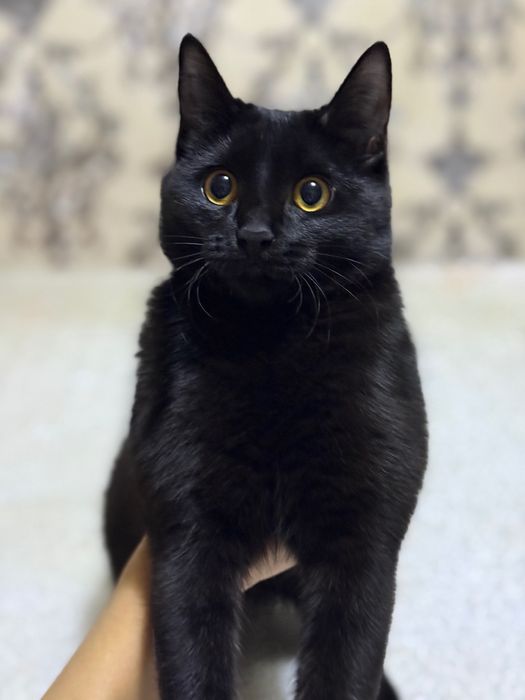 Mushuk (tim qora mushuk)