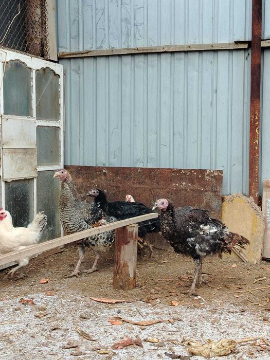 Жас индюктер сатылады