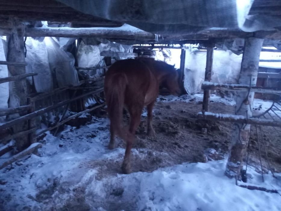 Продам лошадь на соғым