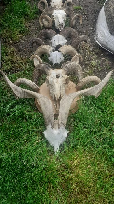 Vând trofee de berbec de diferite mărimi