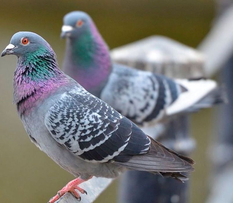 Жабайы кептер, дикий голубь