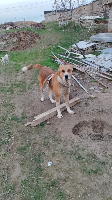 Продаётся Алабай