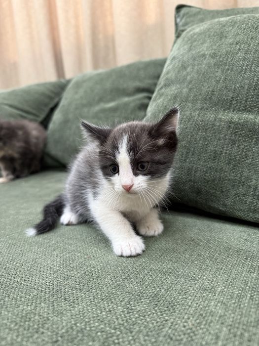 Отдам котят бесплатно