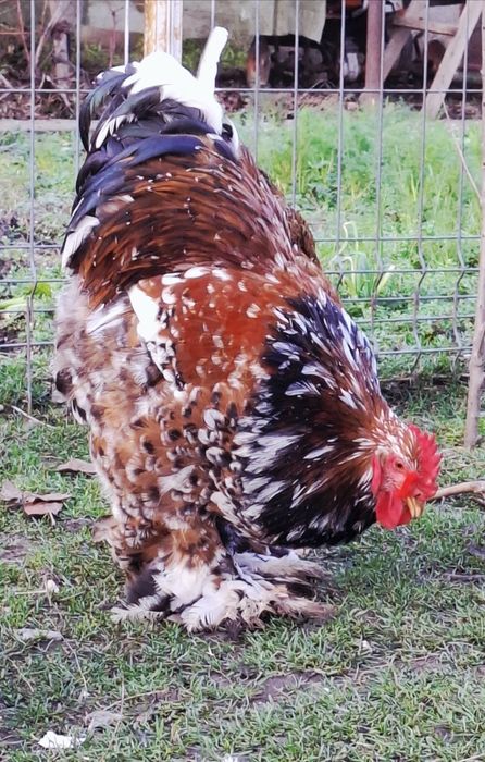 Pui Cochinchina uriaș portelan