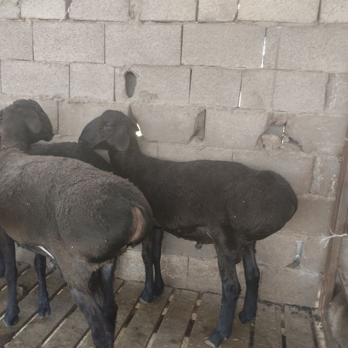 Семіз қошқар сатылады