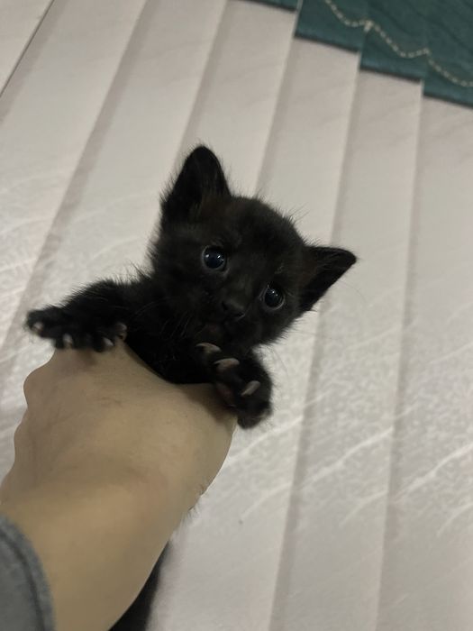 Отдам в добрые руки! Бесплатно