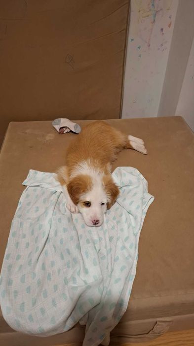 Подарявам прекрасно малко кученце