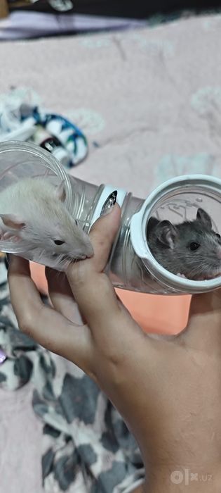 Продаются домашние крыски