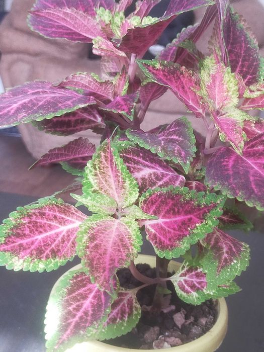 Колеусы в горшочках