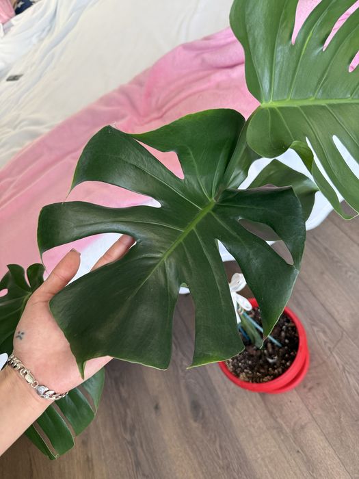 Monstera Deliciosa