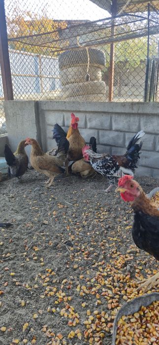 Декоративные куры