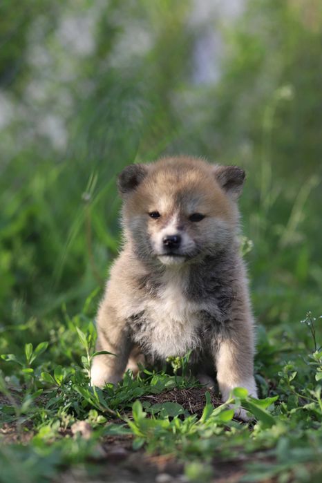 Pui Akita Inu femela