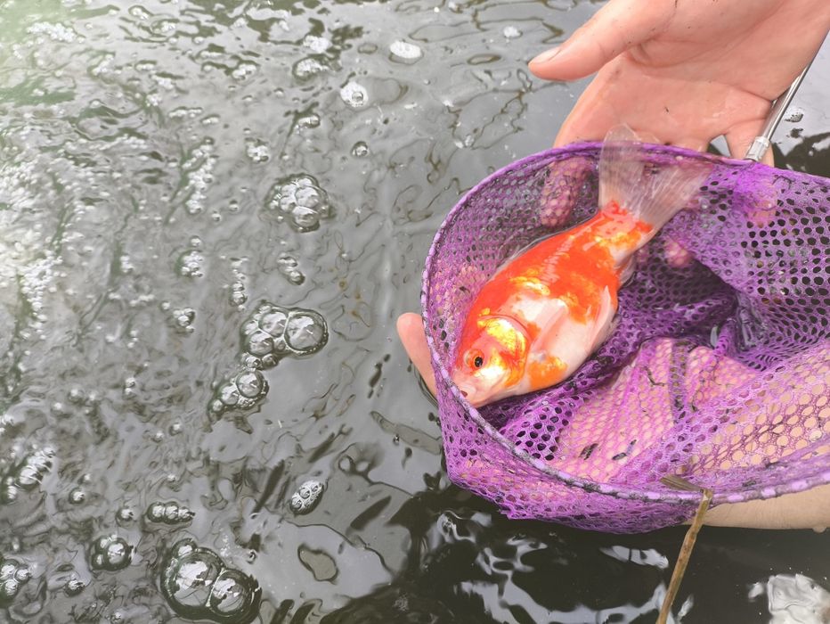 Рыбки в аквариум золотая комета