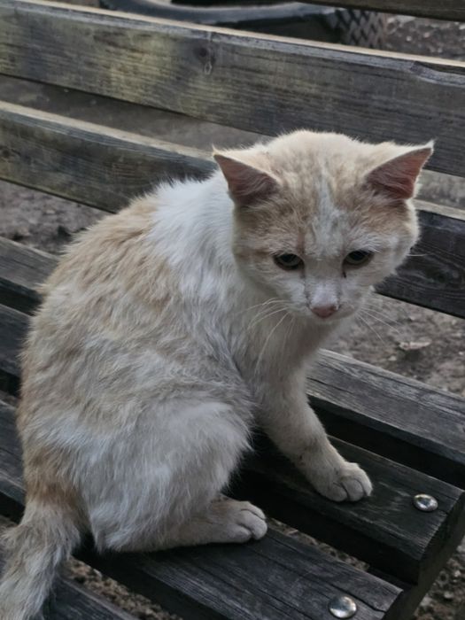Кот, найденыш,контактный