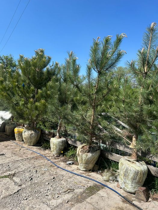 Сосна крымская 2,7-3метр