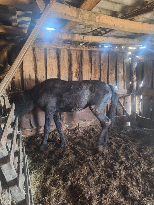 Продам лошадей  одна с откорма