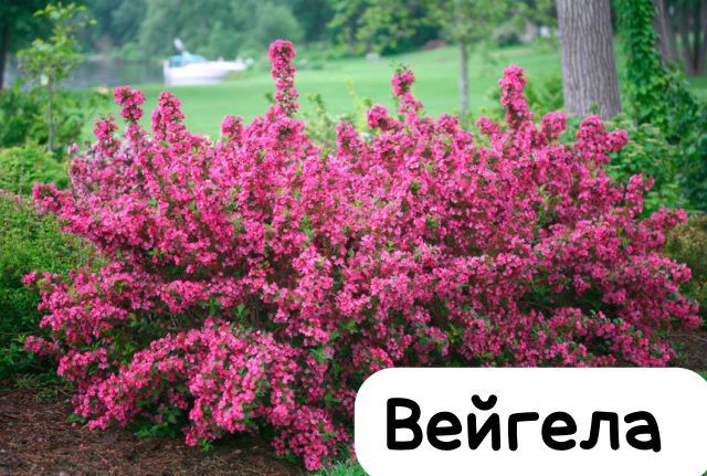 Розы (корни) разных сортов