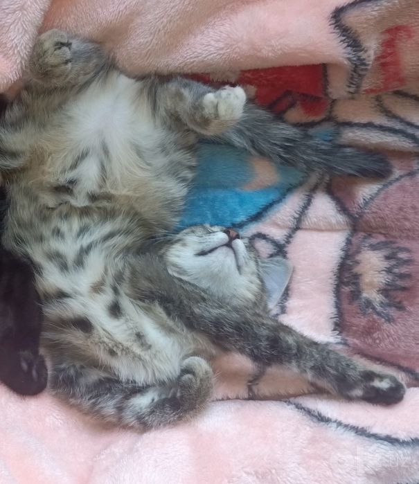 Котянок ищет дом! Отдадим бесплатно в хорошие руки!