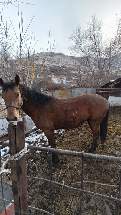 6 жасар семіз айғыр байланып тұрған