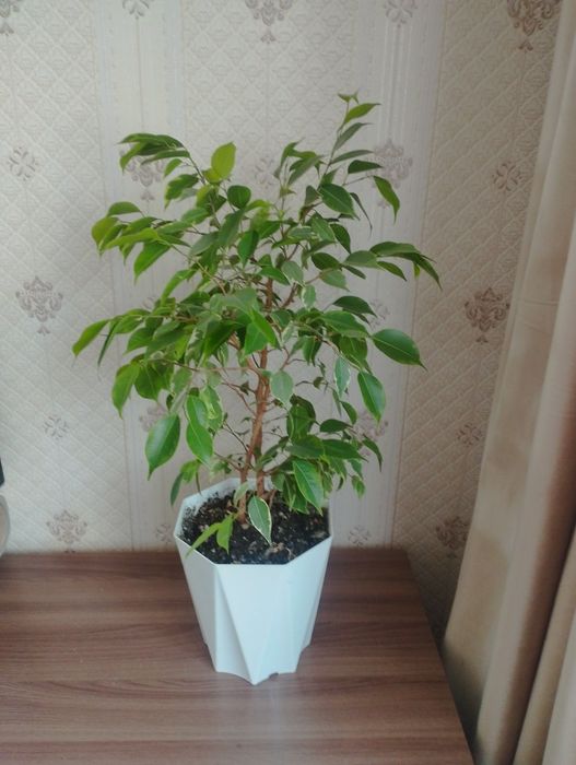 Комнатные растения, район Евразии