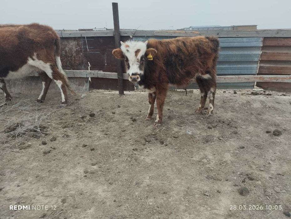 Баспақ сатылады..