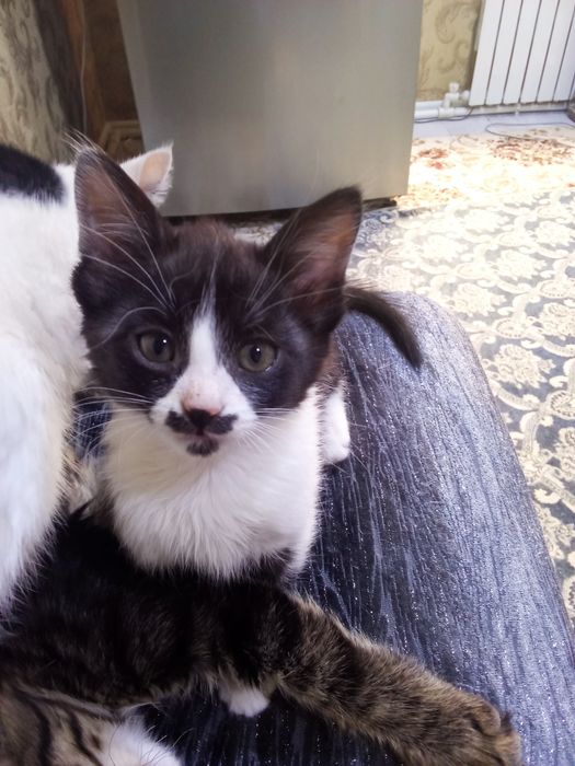 Отдам даром котенка