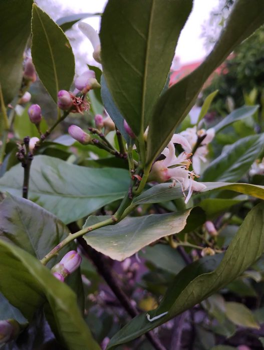 Лимонени дървета.