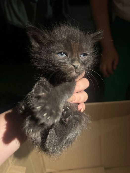 Бездомные котята ищут дом