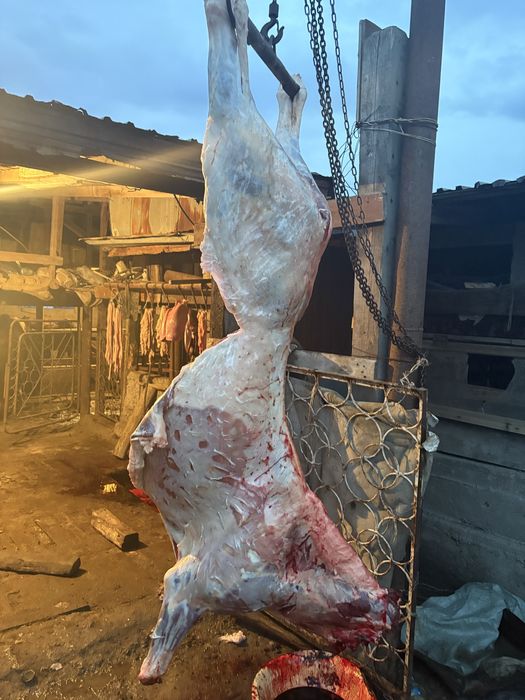 Байтал сатылады семиз