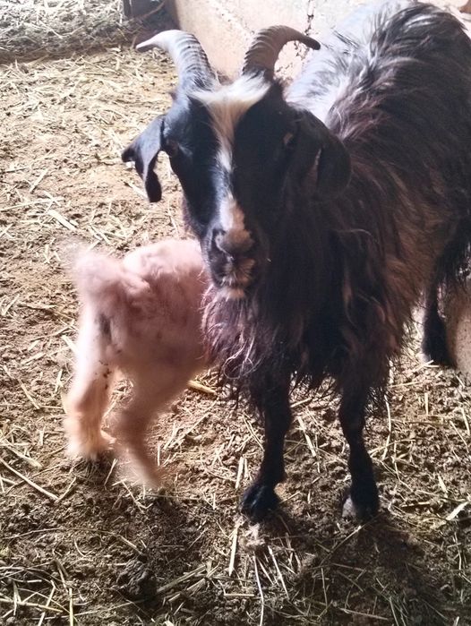 Козылы койлар сатылады