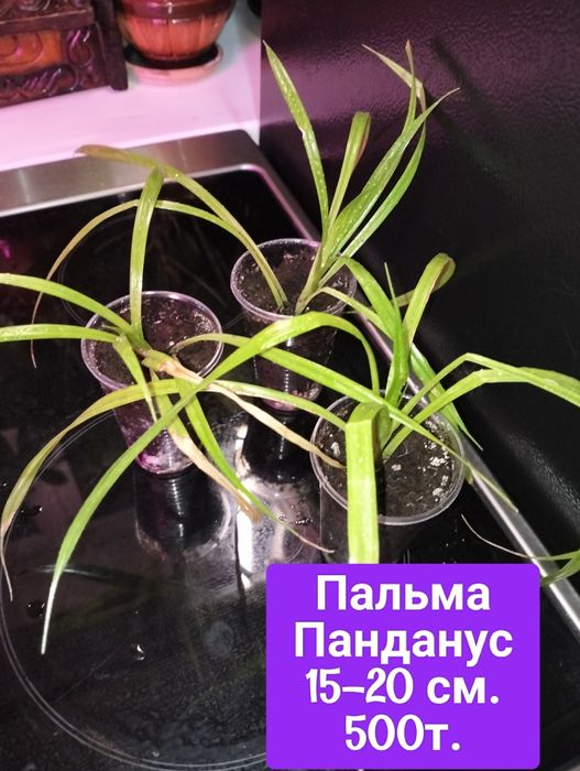 Продам цветы с хорошей корневой.