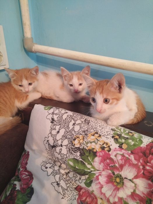 Отдам в хорошие руки