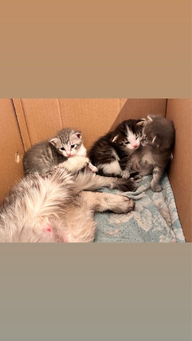 Продам 3 котяттти