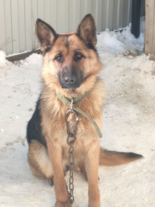 Продам немецкую овчарку